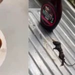 Dead Mouse in Chocolate Syrup